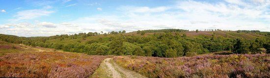 Cannock Chase